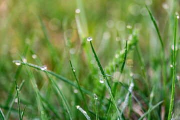 Photo capturing the beauty of dew drops on fresh green grass. This serene image evokes nature's tranquility and renewal, ideal for nature-themed designs, backgrounds, and wellness concepts. 