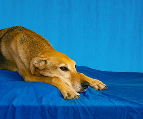 sad dog on blue background. blue monday concept
