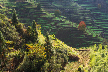 Terraced Fields and Autumn Scenery in Mountainous Areas of Anhui Province, China