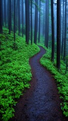 Fototapeta premium Lush Forest Photography Morning Dew on Serene Trails and the Tranquil Essence of Nature