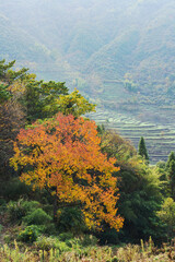 Terraced Fields and Autumn Scenery in Mountainous Areas of Anhui Province, China