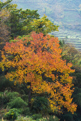 Terraced Fields and Autumn Scenery in Mountainous Areas of Anhui Province, China