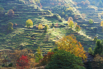 Terraced Fields and Autumn Scenery in Mountainous Areas of Anhui Province, China