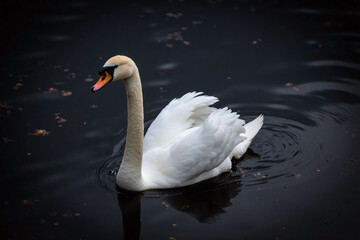Obraz premium Swan gliding on body of water with white feathers