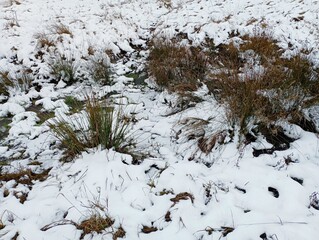 Background of a swamp covered with a layer of snow from under which tufts of long grass are...