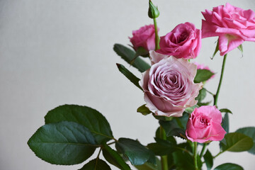 ピンクと紫のばら