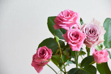 ピンクと紫のばら