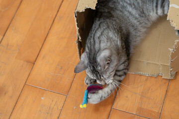 おもちゃで遊ぶ可愛い猫　サバトラ猫
