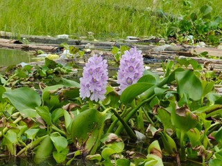 Water hyacinth flowers on a swamp with rice fields in the village as a background