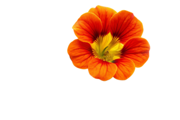 orange flower isolated on white