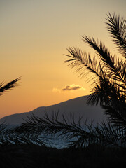 Palmenbl&auml;tter vor rotem Sonnenuntergang, Himmel &uuml;ber Kos