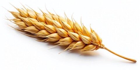 Low Light Wheat Ear, Isolated White Background, Cutout Stock Photo, Grain, Cereal, Agriculture