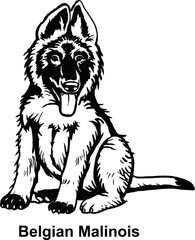 Puppy Belgian Malinois - Dog Breed, Puppy Breed Vector File, detailed vector