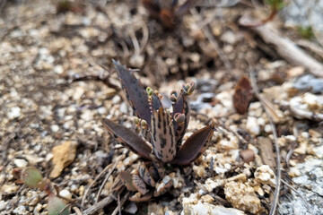Succulent Plant Growth in Rocky Soil: Nature and Resilience