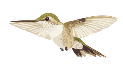 Obraz premium A vibrant hummingbird in mid-flight captured during a sunny afternoon, showcasing its iridescent feathers and rapid wing beats.