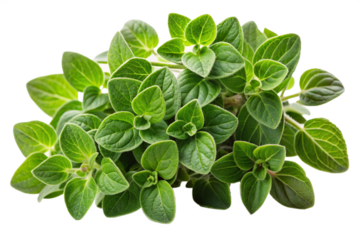 basil isolated on white