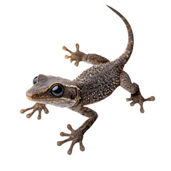 Fototapeta premium Common House Gecko Lizard Isolated on White Background Transparent Background.
