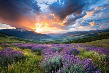 Obraz premium Captivating sunset over lavender fields provence landscape photography dreamy atmosphere soft focus natural beauty