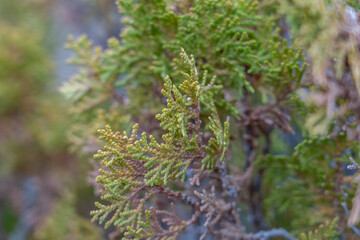 Los Angeles County, California. Angeles National Forest / San Gabriel Mountains National Monument. Mount Wilson.  Platycladus orientalis, Chinese thuja, Oriental arborvitae, Chinese arborvitae, biota,