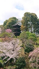Naklejka premium 三重塔と春の景色