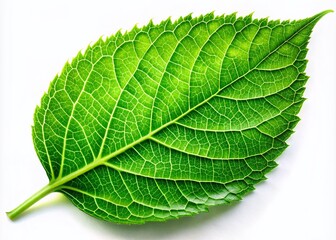 Obraz premium Macro Photography Green Leaf, Isolated White Background, Nature Close Up, Plant Detail, Lush Foliage, Botanical Image, High Resolution, Green Leaf Texture, Vibrant Green, Nature Wallpaper, 