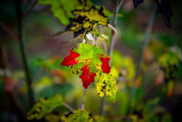 campo estacion de invierno con arboles y paisajes naturales