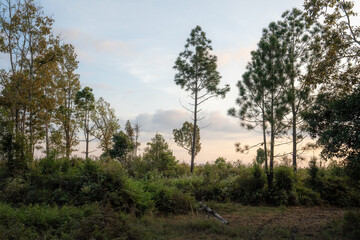 Fototapeta premium sunset in the forest