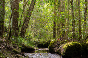Obraz premium stream in the woods
