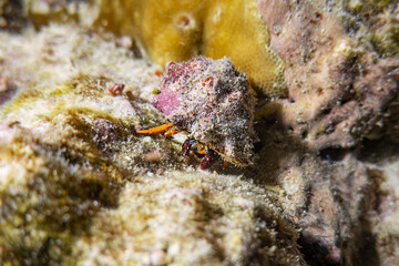 Beautiful close up macro hermit crab with shell underwater photography marine biology ecosytem with coral reef in deep dive blue sea water landscape background in scuba diving activity