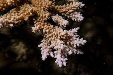 Beautiful close up macro staghorn coral underwater photography marine biology ecosytem in deep dive blue sea water landscape background in scuba diving activity