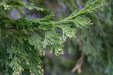 Calocedrus decurrens, incense cedar and California incense cedar (syn. Libocedrus decurrens Torr.)  Los Angeles County, California. Angeles National Forest / San Gabriel Mountains National Monument.