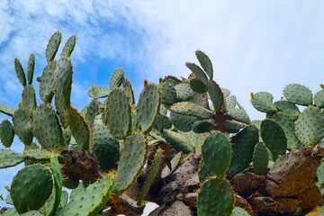 Prickly Pear Cactus Against a Vibrant Sky - Nature's Resilience and Beauty