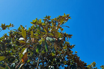 Lush Green Foliage Against Clear Blue Sky for Nature and Outdoor Designs