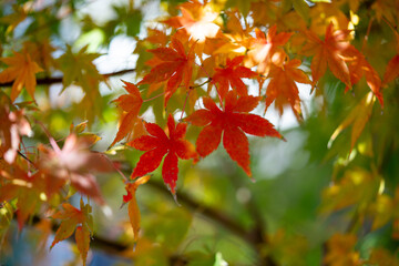 Colorful Leaves in Autumn