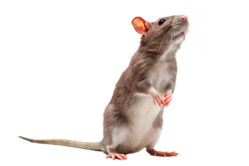 rat on white background