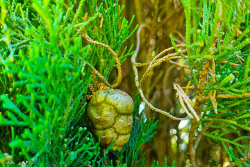 Nature's Design: Vibrant Green Pine Cone Hidden Among Lush Foliage