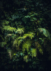 Naturaleza en Bali