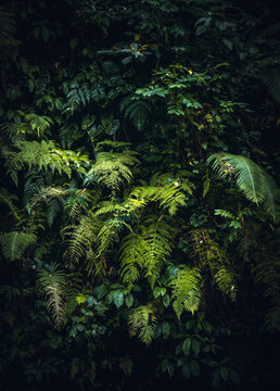 Naturaleza en Bali