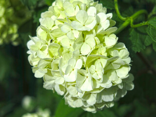 white hydrangea (Hydrangea arborescens) blooms in the garden in summer