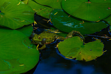 Close-up view on big singing toad 