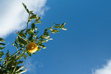 lemon tree and blue sky in the background. Yellow ripe lemons on the branches of lemon tree in the...