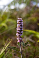 Portrait shot of purple flower