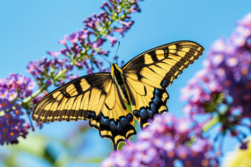 A beautiful photo of a colorful butterfly resting against a natural landscape, perfect as a banner background for a cover or social media design.