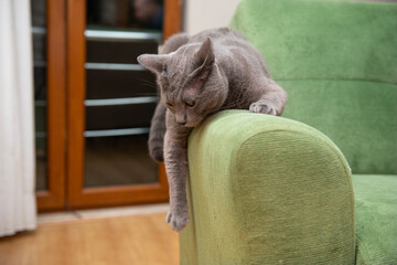Russian blue cat lies on the sofa. Russian blue cat posing for the camera. İstanbul, Türkiye.
