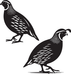 Quantum Quail silhouette -bird vector - Quantum Quail  