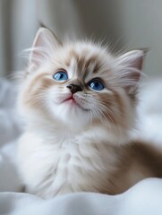 Fototapeta premium Kitten sitting on bed