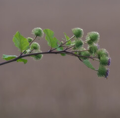 flower head of greater burdock resp,Arctium lappa,Rhineland,Germany