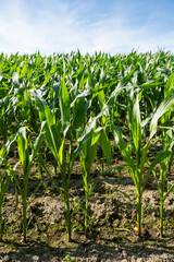 Obraz premium Maisfeld, Junge Pflanzen, Kamen. Nordrhein-Westfalen, Deutschland, Europa