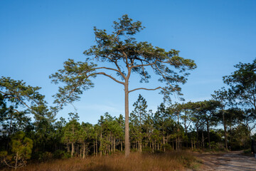 trees in the forest