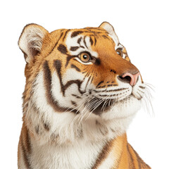 Fototapeta premium Stunning tiger close-up wildlife photography and conservation efforts
